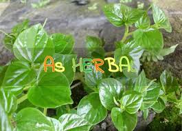 Ini adalah daun ketum urat merah,di kebunkan oleh pemilik tanah di wilayah malaysia. Jual Daun Ketumpang Segar Daun Suruhan Atau Sirih Cina Segar 1 Kg Di Lapak As Herbal Bdg Bukalapak