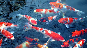 Ikan koi termasuk jenis ikan mas atau karper yang memiliki nama ilmiah cyprinus caprio. Bagaimana Memilih Cat Dinding Untuk Kolam Ikan Koi
