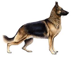 American alsatian & puppies image gallery dog breed selector all dog breeds best of best pure dog breeds hybrid dogs popular small medium large giant miniature fluffy dog breeds healthiest dog breeds rare mountain dog. German Shepherd Dog Facts Wisdom Panel Dog Breeds