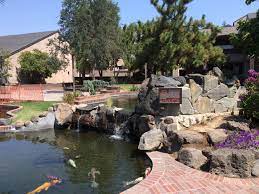 Koi Fishs San Joaquin Delta College Stockton California Stockton California San Joaquin California
