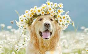 We did not find results for: 101 Nature Inspired Dog Names Barkpost