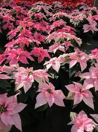 Introducing The Pinksettia The Home Depot Community Tropical Flowers All Flowers Poinsettia