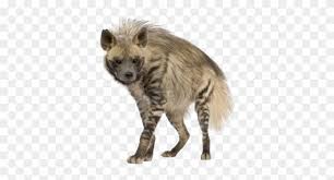 Hyena Striped Hyena Transparent Background Clipart 3118271 Pikpng Free for commercial use no attribution required high quality images. striped hyena transparent background