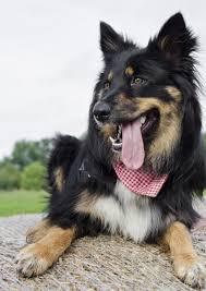 Resultado de imagen para perro protector