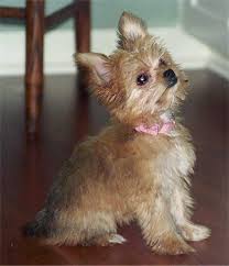 Chorkie Chorkies Chihuahua Yorkie Hybrid Yorkie Chihuahua Cute Puppies