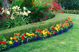 10 Piante Da Siepe Sempreverdi Per Una Copertura Tutto L Anno Progettazione Di Cortili Cortili Piccoli Design Giardino