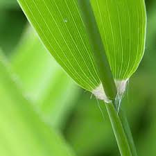 Image result for Chasmanthium latifolium
