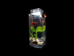 Self Cleaning Aquarium From Noclean Aquarium Betta Fish Tank Fish Tank Terrarium Self Cleaning Fish Tank