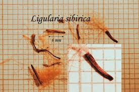 Image result for Ligularia sibirica