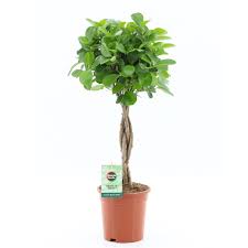 Image result for F kus Ficus