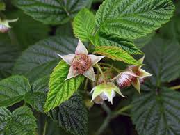 Plant in soils that have grown raspberries or rubus plants before. Raspberry Planting And Care Watering And Pruning Replanting And Reproduction