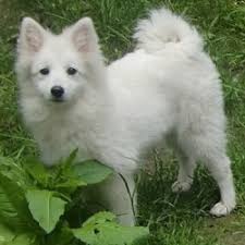 Kofuji japanese spitz is a small kennel, located in canberra act. Japan Spitz Vorgestellt Von Den Liebehabern Der Deutschen Spitze