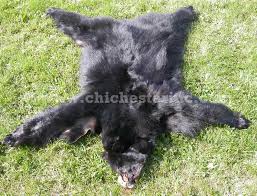 Or maybe a one of a kind bear skin rug for a special area that really sets off your floor. State Regulations On Sale Of Bear Skins Tanned And Grizzly Bear Rugs Or Bearskins Or Bear Fur