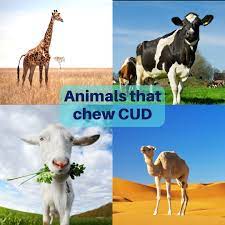 The camel, for though it chews cud, it does not. Animals That Chew Cud Everything You Should Know Bou