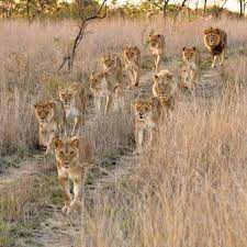 Lion Pride Lion Family Animal Planet Animals