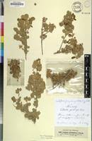 Image result for Cadaba glaberrima