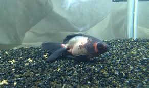 Pin En Enfermedades De Peces