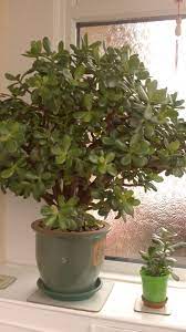 Indoor House Plants With Names And Pictures Money Tree Plant Common House Plants House Plants Indoor