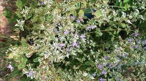 Image result for Caryopteris odorata