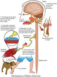 By the time the symptoms appear, it is generally too late to save the patient. Rabies Virus Types And Its Laboratory Diagnosis