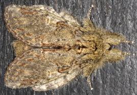 Image result for Peridea anceps