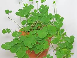 Image result for Marsilea nubica