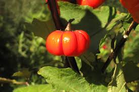 Image result for Solanum aethiopicum