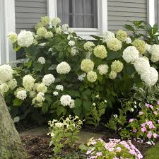 Image result for Hydrangea arborescens Pink Anabelle