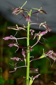 Image result for Liparis bowkeri