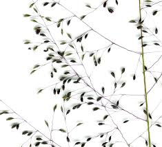 Image result for Sporobolus festivus