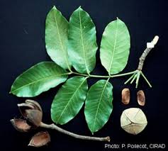 Image result for Khaya grandifoliola