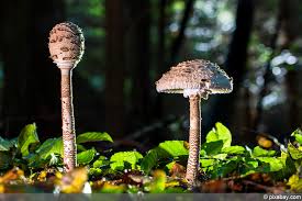 Wer die falschen exemplare in die pfanne wirft, riskiert eine pilzvergiftung. Parasolpilz Ist Er Giftig So Erkennen Sie Ihn Richtig Hausgarten Net