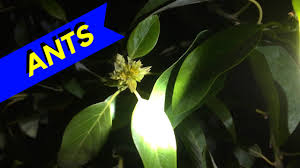 The queens can live for up to 30 years, and workers live from 1 ants may obtain nectar from flowers such as the dandelion, but are only rarely known to pollinate flowers. Are Ants Pollinating Avocado Youtube