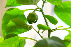 Tips and inspiration to get growing. Why Is My Pepper Plant Not Flowering The Practical Planter