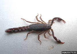 Scorpion Control | Home & Garden Information Center