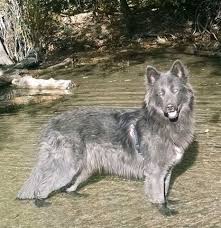 The better the pedigree, the higher. Palm Bay Florida Blue Bay Shepherds Blue Bay Shepherds Florida Blue German Shepherd Blue Bay Blue German Shepherd Puppies