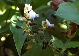 Image result for Psophocarpus scandens