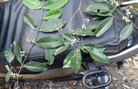 Image result for Memecylon torrei