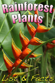 Zone 10 is one of the warmest zones found in the united states. Tropical Rainforest Plants List Information Pictures Facts Rainforest Plants Rainforest Flowers Rainforest
