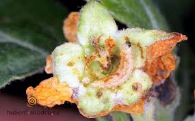 Image result for květopas jahodníkový