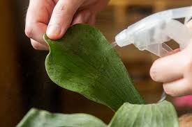 In order for rubbing alcohol to be effective, it must come in direct contact with the scale insects. How To Get Rid Of Scale On Your Plants