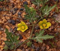 Image result for Acanthosicyos naudinianus