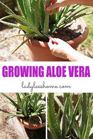 Aloe vera plants came from desert climates that are typically hot and dry. Growing Aloe Vera What You Need To Know Lady Lee S Home