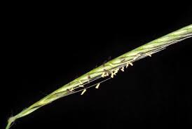 Image result for Enteropogon