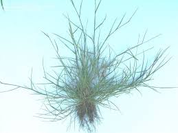 Image result for Cenchrus incertus