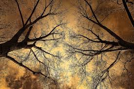 Royalty-Free photo: Two trees under nimbus sky | PickPik