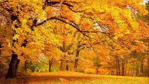 Maybe you would like to learn more about one of these? Falling Autumn Leaves By Chesshirr Videohive