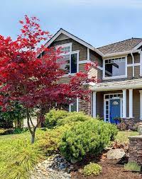 Bloodgood Japanese Maple Bloodgood Japanese Maple Japanese Maple Tree Japanese Maple Tree Landscape