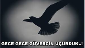 Gece Gece Guvercin Ucurma Guvercin Gece Ucar Mi Youtube