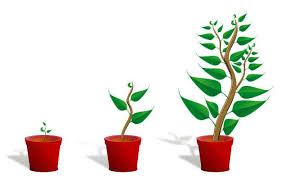 Stony, kuali, daikon, saw saw, cutlery, flat file, iron grate, kikir parut. Picrorhiza Kurroa Kutki In English Benefits And Side Effects